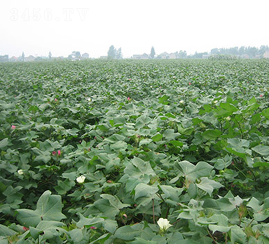 ����2̖-�޻��N��-���r(n��ng)���S