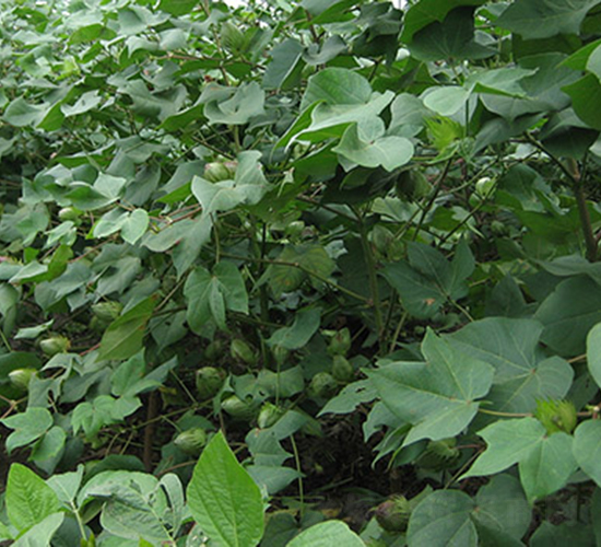 ���r(n��ng)6̖(h��o)-�޻��N��-���r(n��ng)���S