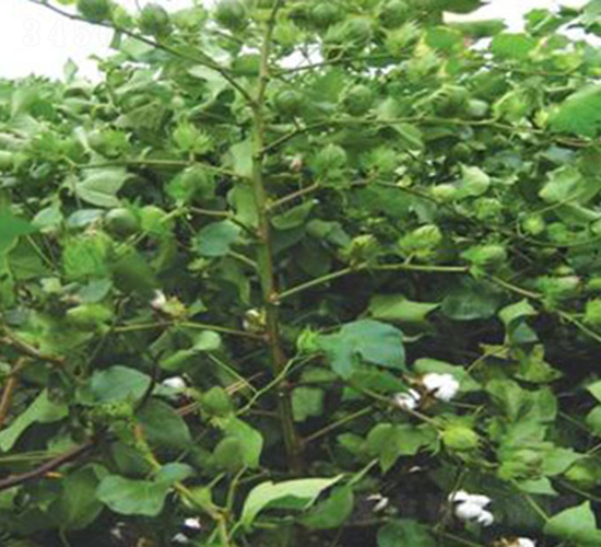 ����2̖(h��o)-�޻��N��-���r(n��ng)���S