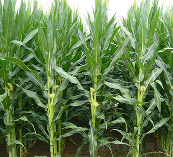 ����1̖-���׷N��-���r(n��ng)���S