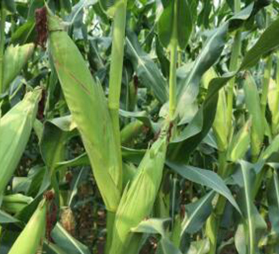 ���L(f��ng)886-���׷N��-���r(n��ng)���S