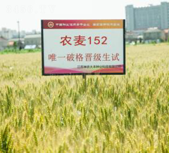 農(nóng)麥152-小麥種子-神農(nóng)大豐