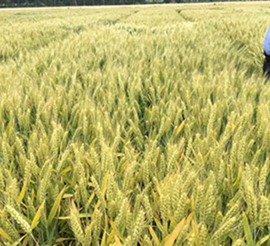 農(nóng)麥126-小麥種子-神農(nóng)大豐