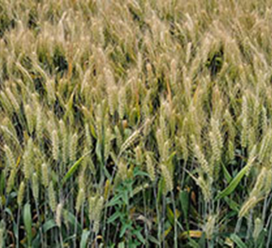 農(nóng)麥156-小麥種子-神農(nóng)大豐