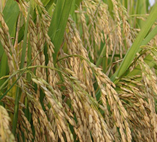 �Ͻ�6̖�����r(n��ng)316��-ˮ���N��-���r(n��ng)���S