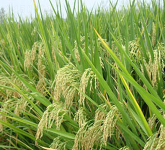 �S��(y��u)559���s���i����-ˮ���N��-���r(n��ng)���S