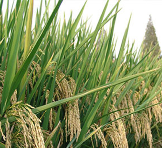 e���S��(y��u)11���s���i����-ˮ���N��-���r(n��ng)���S