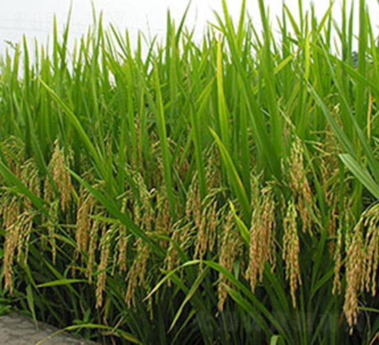 �189̖-ˮ���N��-���r���S