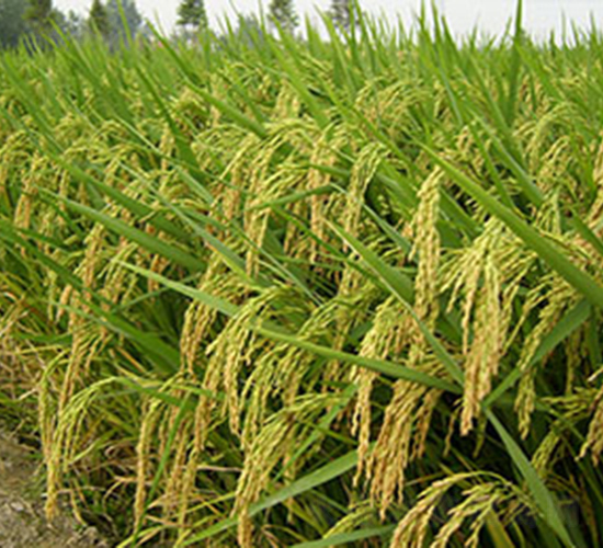 �Ͻ�8̖���s���i����-ˮ���N��-���r(n��ng)���S