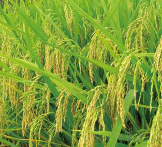 ���Ƀ�(y��u)618���s���i����-ˮ���N��-���r(n��ng)���S