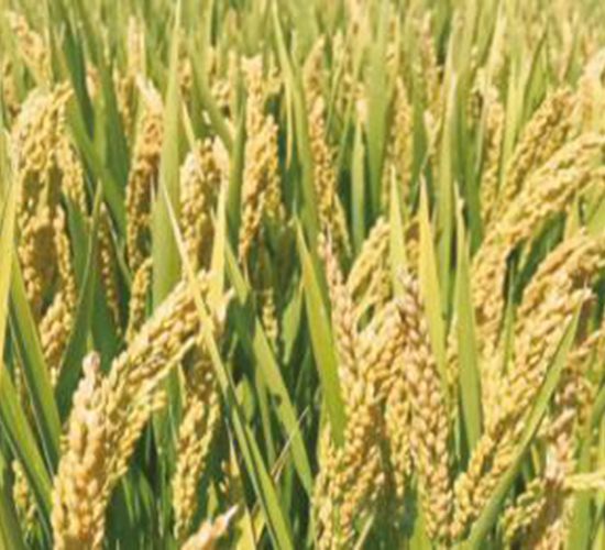 南粳晶谷-水稻種子-神農大豐