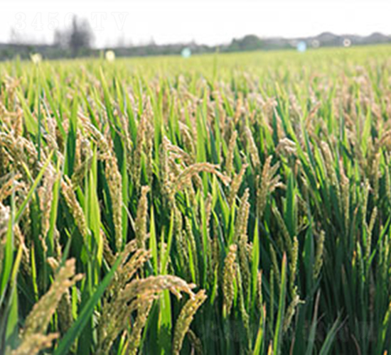 南粳5718-水稻種子-神農(nóng)大豐