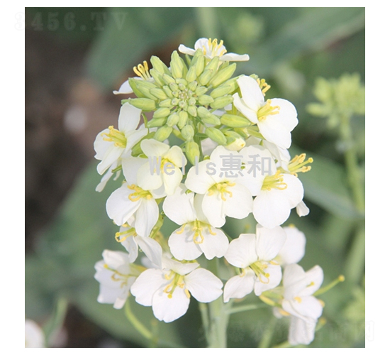 ����һ̖(h��o)-�Ͳ˷N��-�ݺͷN�I(y��)