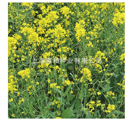 綠肥油菜-油菜種子-惠和種業(yè)