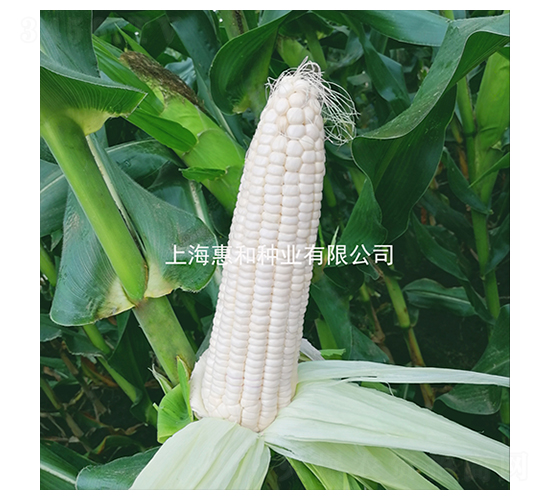 ����Ŵһ̖-Ŵ���׷N��-�ݺͷN�I(y��)