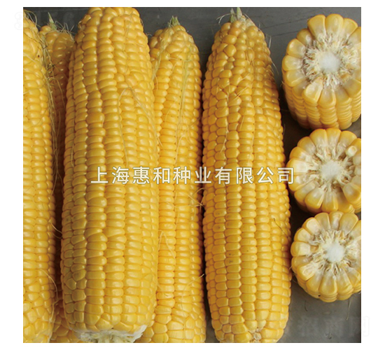 ����һ̖(h��o)-���׷N��-�ݺͷN�I(y��)