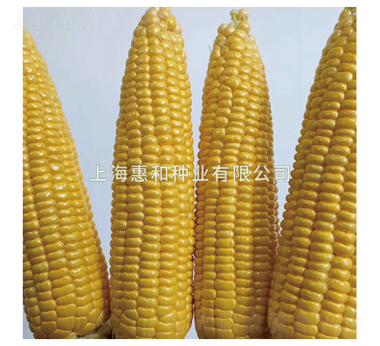 和粟一號(hào)-玉米種子-惠和種業(yè)