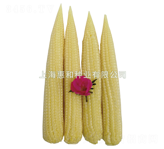 玉筍55-筍玉米種子-惠和種業(yè)