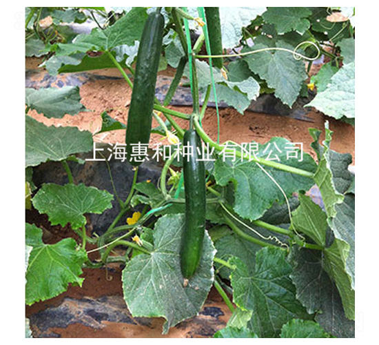 夏美518-黃瓜種子-惠和種業(yè)