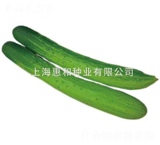 節(jié)成半白-黃瓜種子-惠和種業(yè)