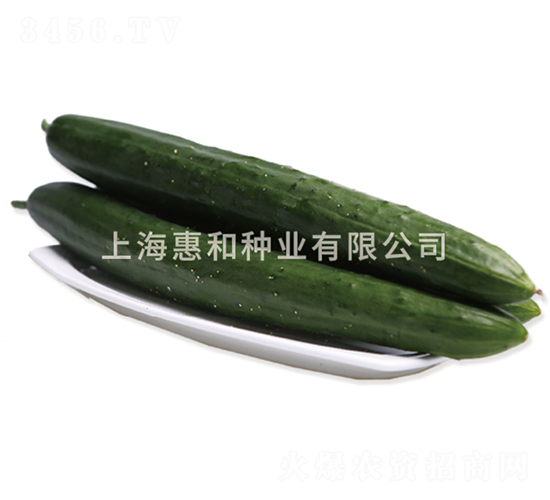 豐榮五號-黃瓜種子-惠和種業(yè)