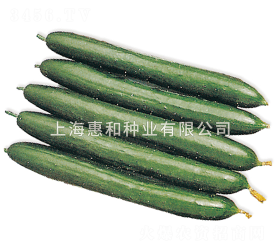 清涼夏季-黃瓜種子-惠和種業(yè)