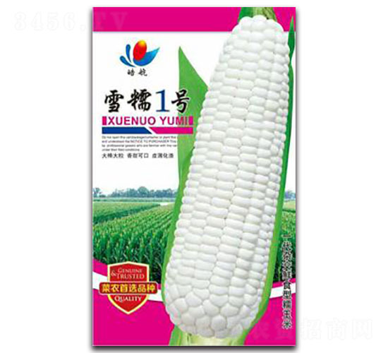 雪糯1號-糯玉米種子-宏特