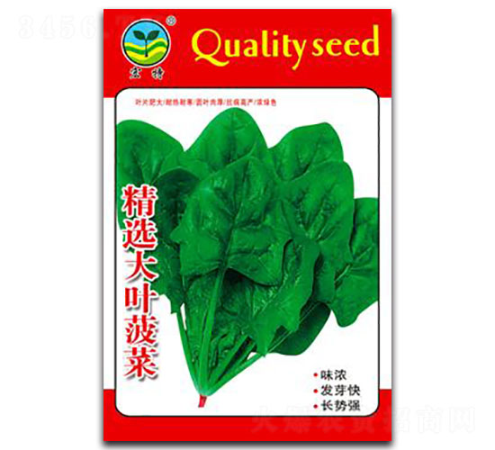 精選大葉菠菜-菠菜種子-宏特