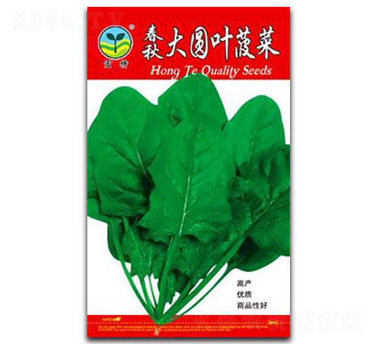 春秋大圓葉菠菜-菠菜種子-宏特