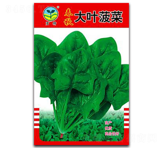 春秋大葉菠菜-菠菜種子-宏特
