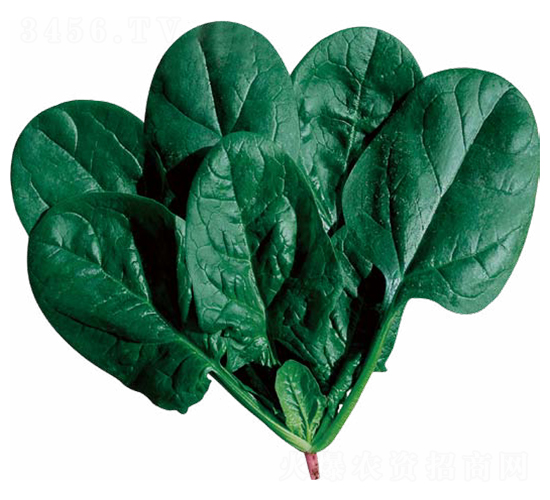 圣地亞娜-菠菜種子-優(yōu)美農(nóng)業(yè)