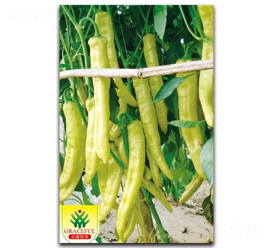 春喜-辣椒種子-優(yōu)美農(nóng)業(yè)