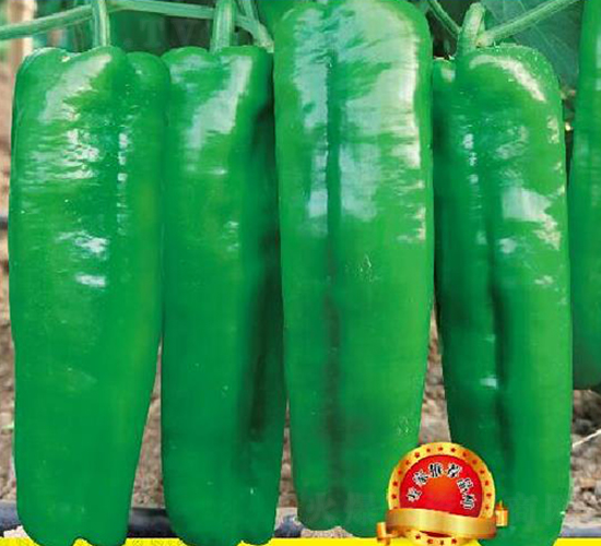 靚優(yōu)8號(hào)-辣椒種子-優(yōu)美農(nóng)業(yè)