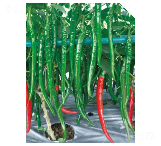 靚麗-辣椒種子-優(yōu)美農(nóng)業(yè)