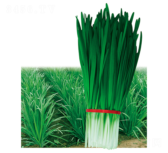 ����998-�²˷N��-ƽ�S�N�I(y��)