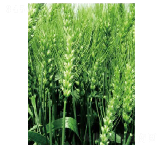 遼春18號-小麥種子-大豐種業(yè)