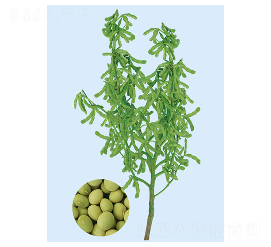 臺(tái)灣75-3-毛豆種子-大豐種業(yè)
