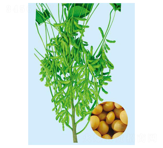 撫豆24-大豆種子-大豐種業(yè)