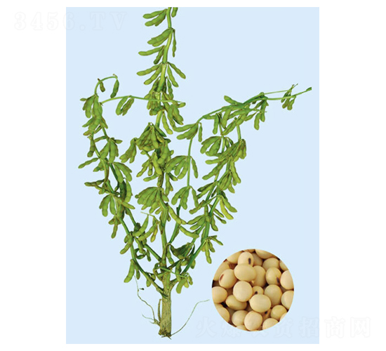 鐵豐31-大豆種子-大豐種業(yè)