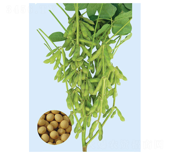 鐵豐29-大豆種子-大豐種業(yè)