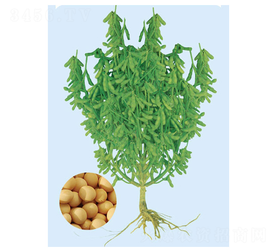 鐵豆60-大豆種子-大豐種業(yè)