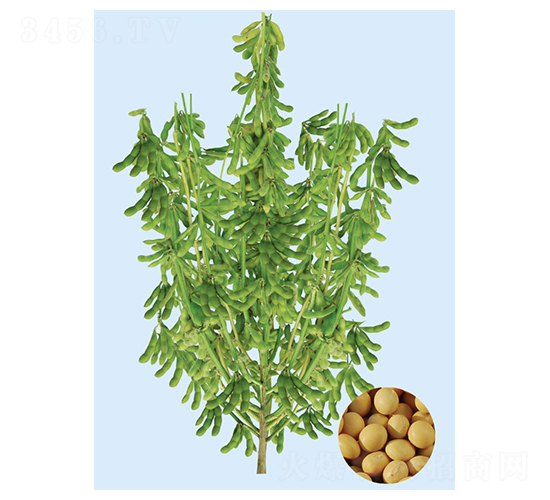 �F��48-�󶹷N��-���S�N�I(y��)