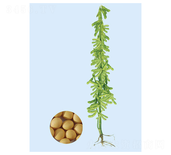 ���r(n��ng)31-�󶹷N��-���S�N�I(y��)