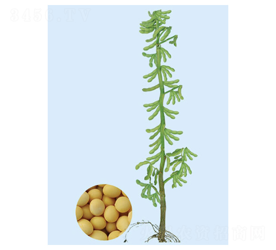 ���r(n��ng)14-�󶹷N��-���S�N�I(y��)