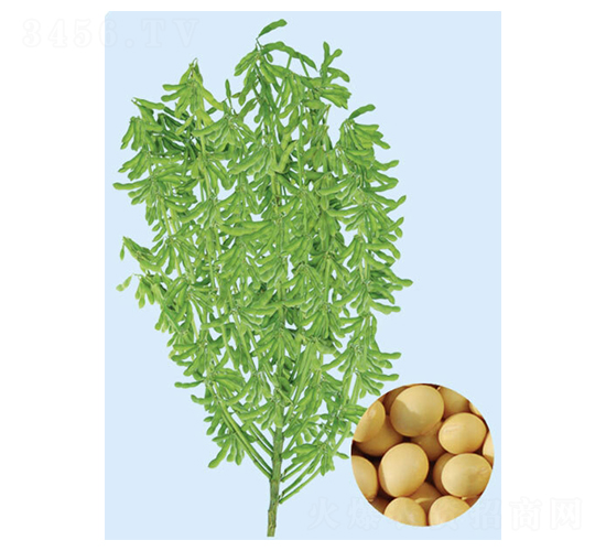 �|��32-�󶹷N��-���S�N�I(y��)