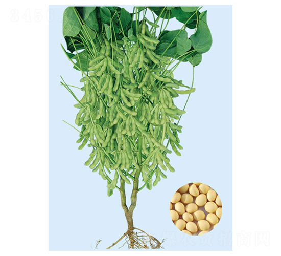 遼豆21-大豆種子-大豐種業(yè)