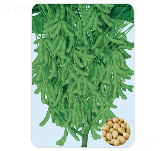 ����8-�󶹷N��-���S�N�I(y��)