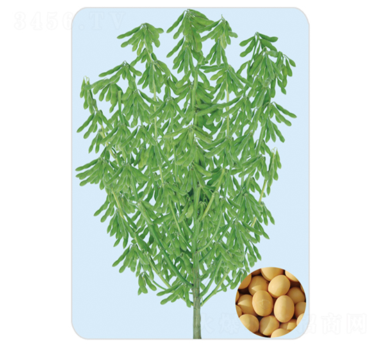 開豆18-大豆種子-大豐種業(yè)