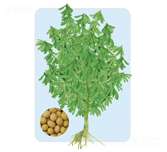 遼豆34-大豆種子-大豐種業(yè)