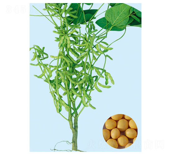 開育十二-大豆種子-大豐種業(yè)